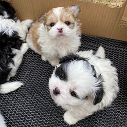 Companion Crosses and Shih Tzus from Pattie’s Precious Puppies