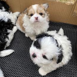 Companion Crosses and Shih Tzus from Pattie’s Precious Puppies