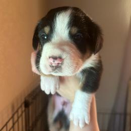 Boy 4 - Black, white and red male Greater Swiss Mountain Dog puppy in Lower Burrell, Pennsylvania from Polyanna’s GSMD
