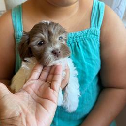 Pink collar girl ( lily) - Chocolate female Havanese puppy in Englewood, New Jersey from Happy Havanese NJ