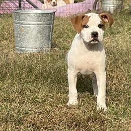 American Bulldog Puppies from Rogue Native Bulldogs