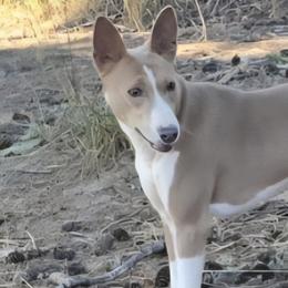Champ - Basenji
