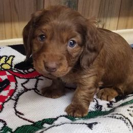 Boy 4 - Chocolate male Dachshund puppy in La Monte, Missouri from Wulff's East LA Puppies