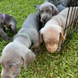 Weimaraner Puppies from Georgia Line Weimaraners