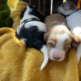 Australian Labradoodle Puppies from Wild Daisy Labradoodles