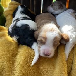 Australian Labradoodle Puppies from Wild Daisy Labradoodles