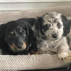 Dachshunds from Elizabeth's Dachshunds