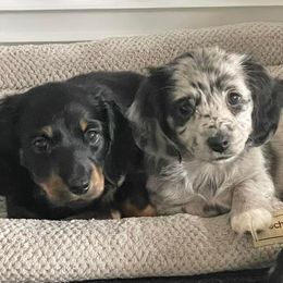 Dachshunds from Elizabeth's Dachshunds