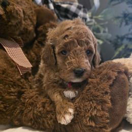 Valley - Red  female Goldendoodle puppy in Bristol, Tennessee from 4goldendoodles