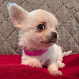 Sugar - Cream female Chihuahua puppy in Jacksonville, Florida from Precious Paws of Florida - Chihuahuas