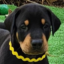 Doberman Pinscher Puppies from Amity Doberman Pinschers
