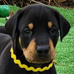 Doberman Pinscher Puppies from Amity Doberman Pinschers