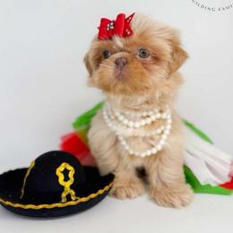 Elara - Lilac female Shih Tzu puppy in League City, Texas from Divine Pups