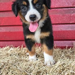 Liberty (Libby) - Black tri female Miniature Australian Shepherd puppy in Dunnellon, Florida from Ever After Mini Aussies