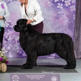 Shakira - Black female Newfoundland puppy in Nevis, Minnesota from Faithful Acres Newfs