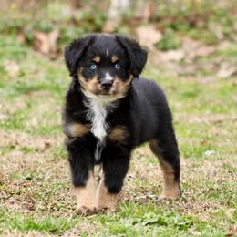 Rocco - Black tri male Miniature Australian Shepherd puppy in Fort Smith, Arkansas from Rye Hill Aussies