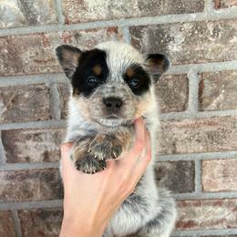 Boy 1 - Blue male Australian Cattle Dog puppy in Irvington, Kentucky from Dry Valley’s Australian Cattle Dogs
