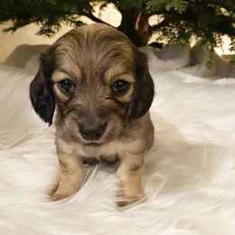 Dachshund Puppies from KR Mini Daschunds