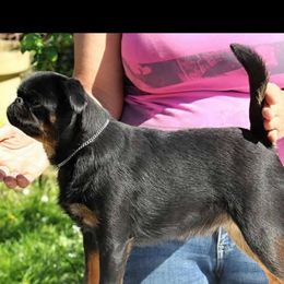 Magda - Brussels Griffon