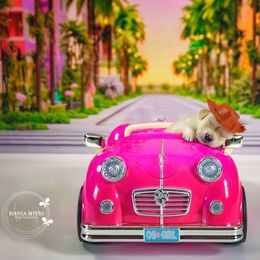 Western Ken Doll - Light golden Golden Retriever puppy in Sierra Vista, Arizona from Golden Borealis