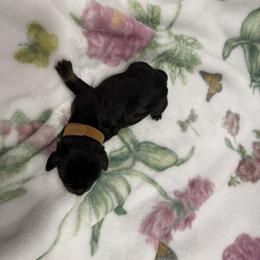 AKC PIPER-MINI - Blue and tan female Dachshund puppy in Sacramento, California from Valentina's mini  AKC Dachshunds