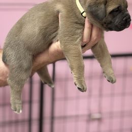 Girl 5 - Gray and fawn female Cane Corso puppy in Pollock Pines, California from Capitol City Cane Corso