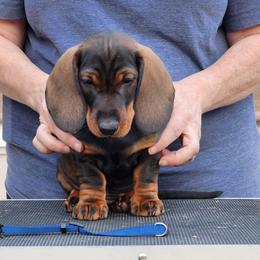 Buck - Wild boar male Dachshund puppy in Elk (Spokane), Washington from Baledwr Kennels