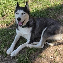 Nova - Siberian Husky