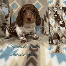 Dachshund Puppies from McJazzin Doxies
