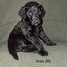 Ares - Black male Poodle puppy in Petal, Mississippi from Petal Poodles