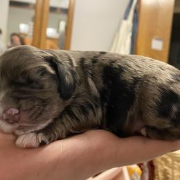 Boy one - Blue roan male Cocker Spaniel puppy in Cincinnati, Ohio from Sweet Peach Cocker Spaniels
