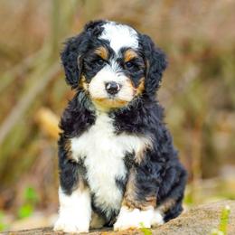 Chameleon - Tri-color male Bernedoodle puppy in Dundee, Ohio from Down Home Doodle