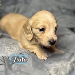 Halo - Cream female Dachshund puppy in Meadville, Pennsylvania from Four Seasons Dachshunds