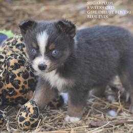 Sugarplum - Blue merle female Miniature Australian Shepherd puppy in Patterson, North Carolina from DreamLine Aussies