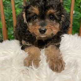 Missy - Black and tan female Cavapoo puppy in Palm City, Florida from Cookies & Cream Sundae