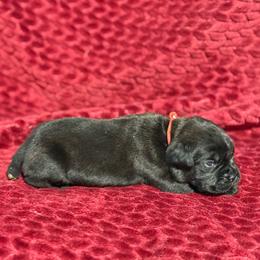 Red Collar R - Black male Cane Corso puppy in Paris, Texas from Knucklehead Cane Corso
