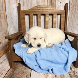 Biscuit - Light golden male Golden Retriever puppy in Macks Creek, Missouri from Fluffy Buttz