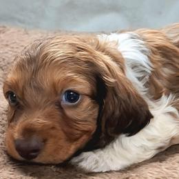 Brown - Piebald male Dachshund puppy in Ridge, New York from Tracy's Puppy Club
