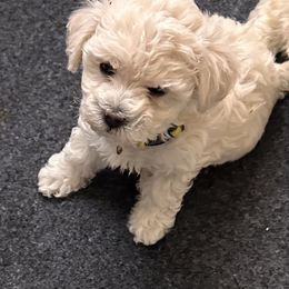 Girl 1 - Bolognese puppy from Sweet Angels Bolognese