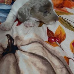Rhett - Dapple male Dachshund puppy in Erie, Michigan from Champagne’s Grinch Toe’d Dachshunds