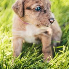 Aussiedoodle and Leopardoodle Puppies from A Puppy Crush