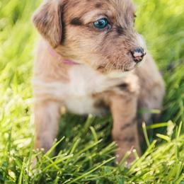 Aussiedoodle and Leopardoodle Puppies from A Puppy Crush