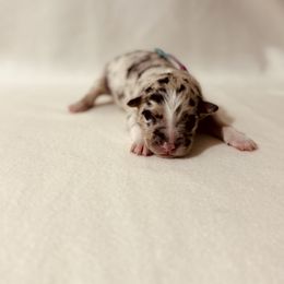 Tie Dyed Blue Merle Girl - Blue merle female Australian Shepherd puppy in Dundee, Ohio from Aussies Of Circle H