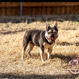Whiskey - French Bulldog