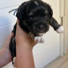 Blue Collar (Mario) - Black and white male Havanese puppy in Silverton, Oregon from PNW Havanese
