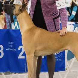 Great Danes and Pembroke Welsh Corgis from Angelwingz Kennels