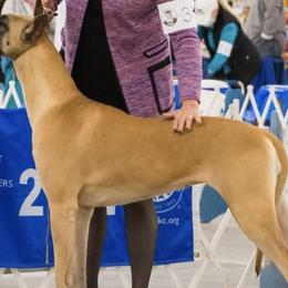Great Danes and Pembroke Welsh Corgis from Angelwingz Kennels
