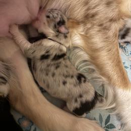 Australian Shepherd Puppies from Good Karma Aussies