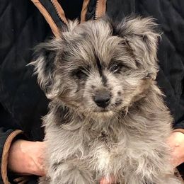 Pyrenean Shepherd Puppies from La Rive Pyr Sheps LLC