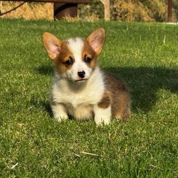 Red male - Red male Pembroke Welsh Corgi puppy in Stephenville, Texas from Rising JM Pembrokes